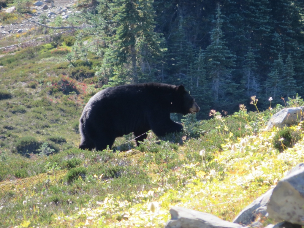 I thought the bear has a distinct hump and must be a grizzly, but the hump is not visible in these photographs.